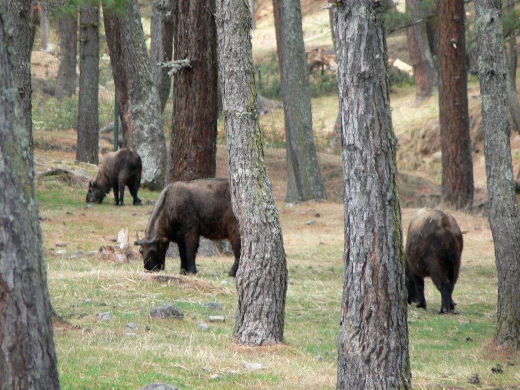 Motithang Takin Preserve