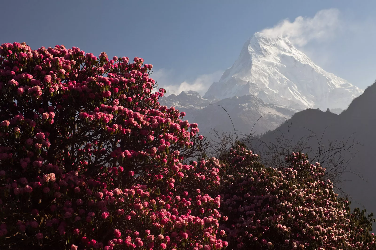 Barsey Rhododendron Sanctuary offers the magnificent view of the Mount Kanchendzongna