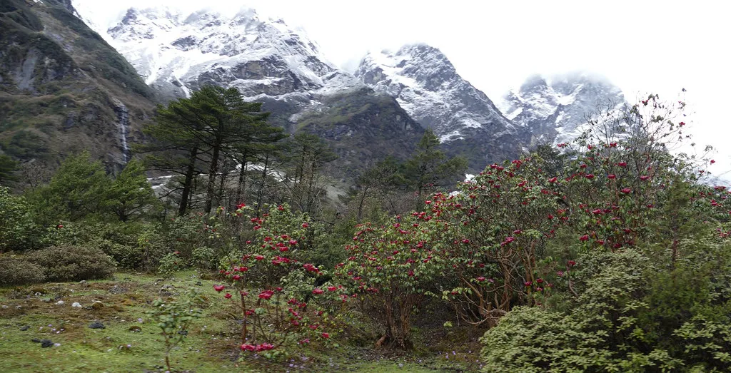 shingba rhododendron sanctuary.jpg