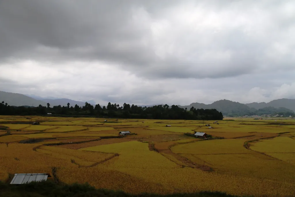 Rice fields of Ziro in Arunachal Pradesh