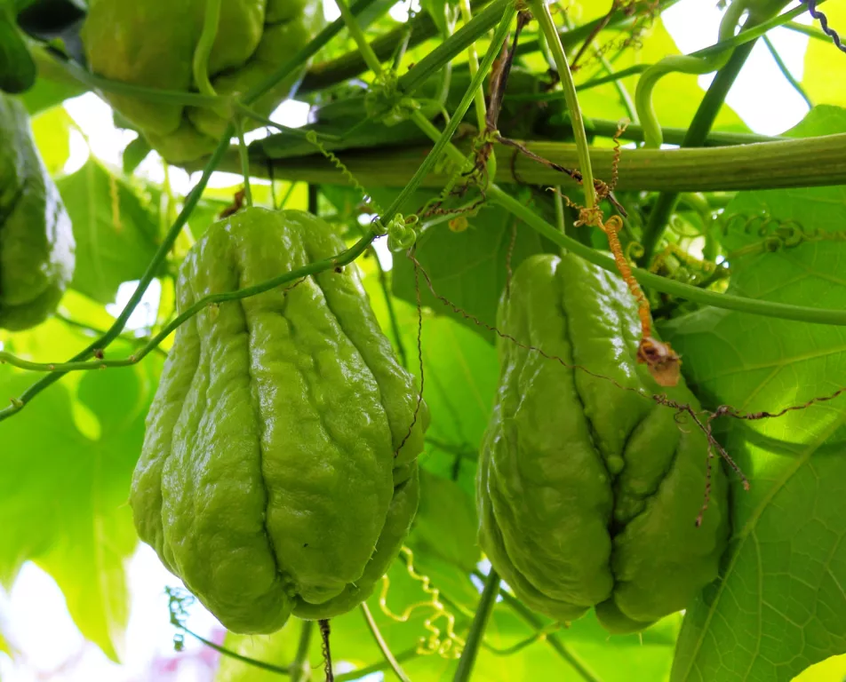 Chayote squash or iskush