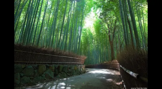 Bamboo grove banner image