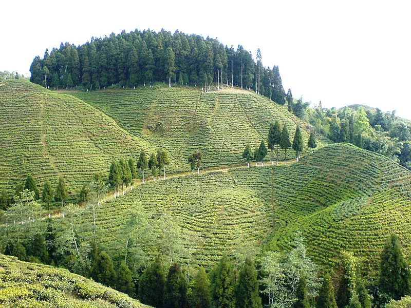 Rungli Rungliot the picturesque tea gardens