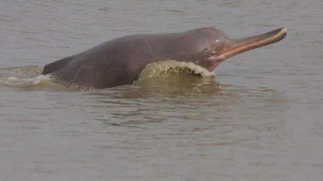 nepal Ganges River Dolphin banner
