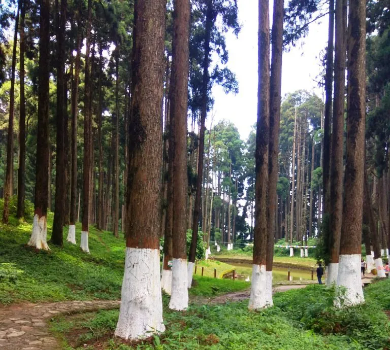 Lamahatta Eco Park, Darjeeling
