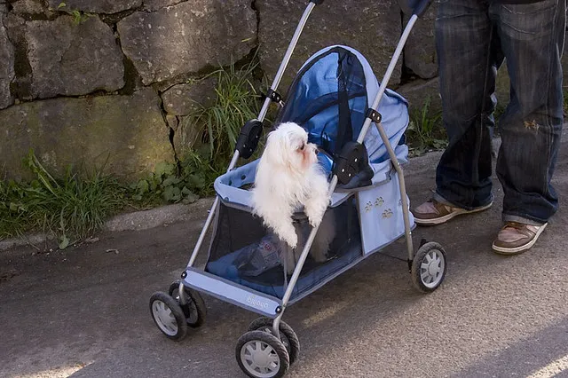 Dog Carriers Dont Leave Home Without One