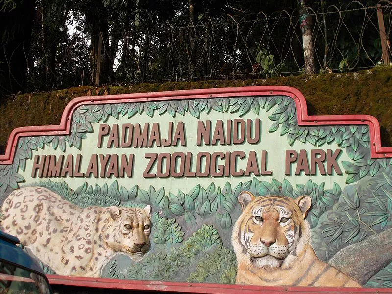 Visit the Padmaja Naidu Himalayan Zoological Park
