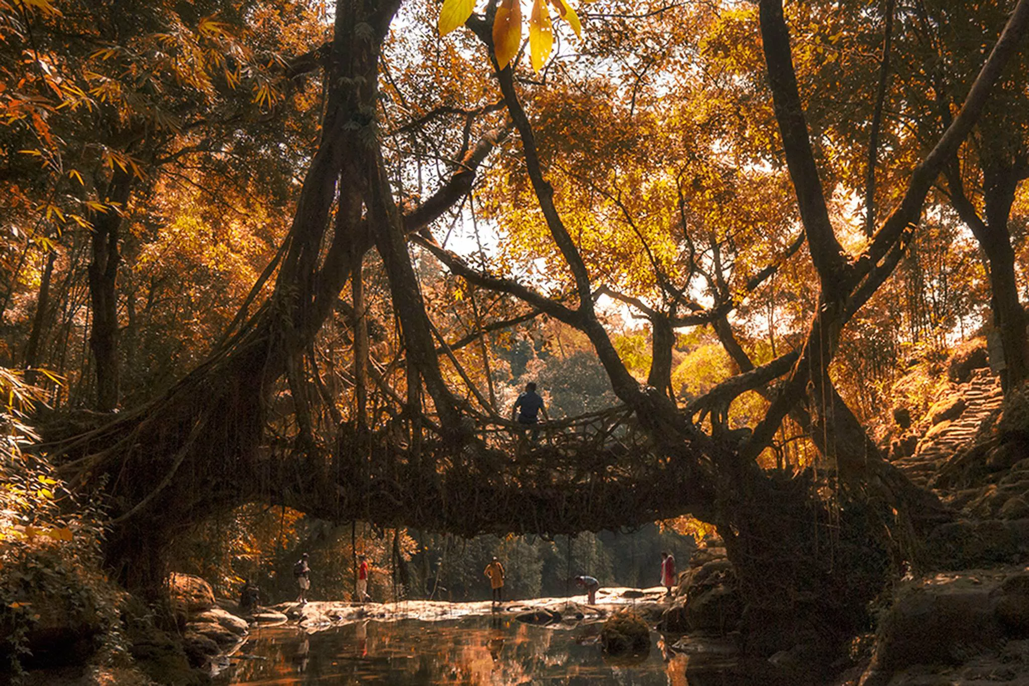 Double decker living root bridges in Meghalaya