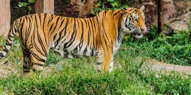 Dampa Tiger Reserve