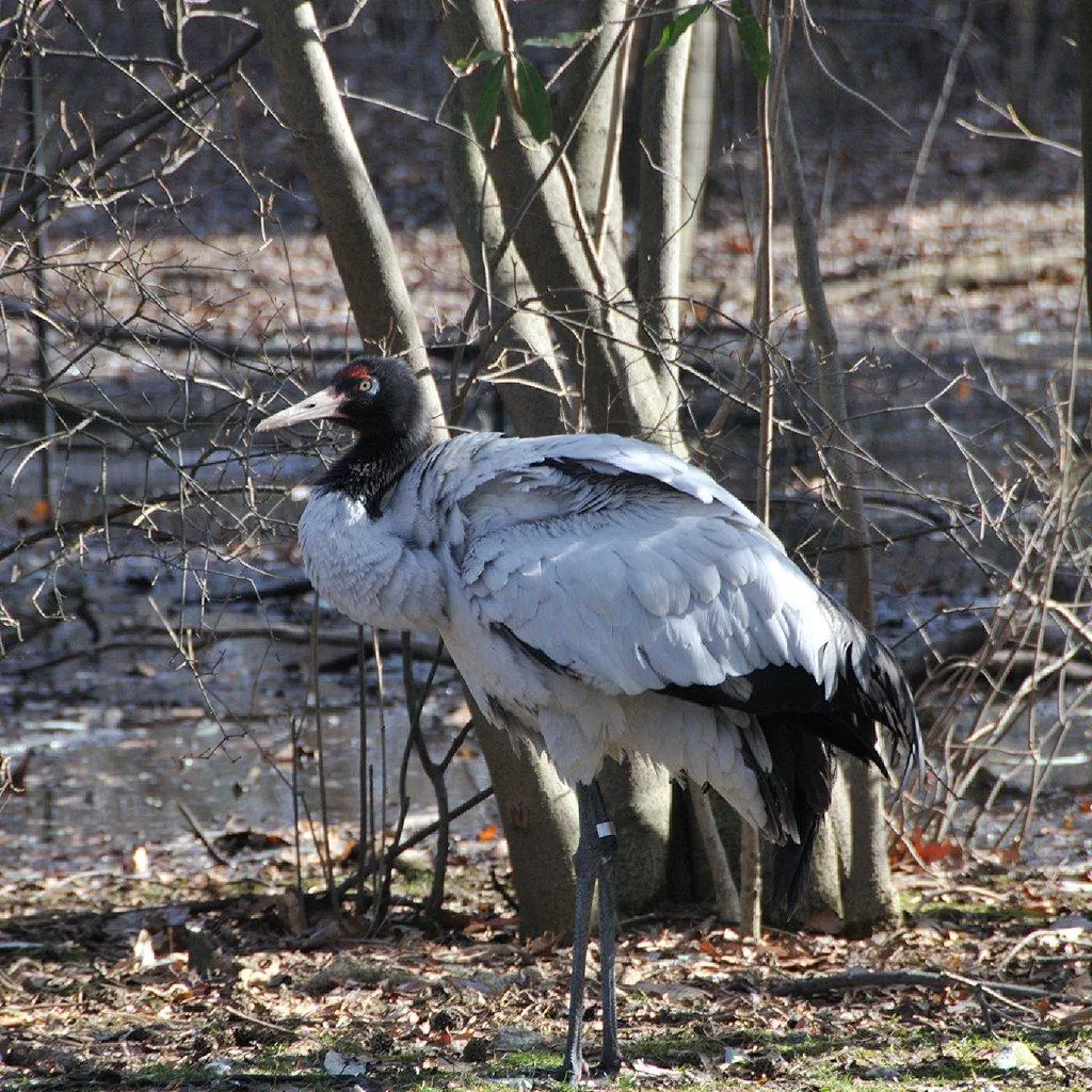 Bumdeling Wildlife Santuary