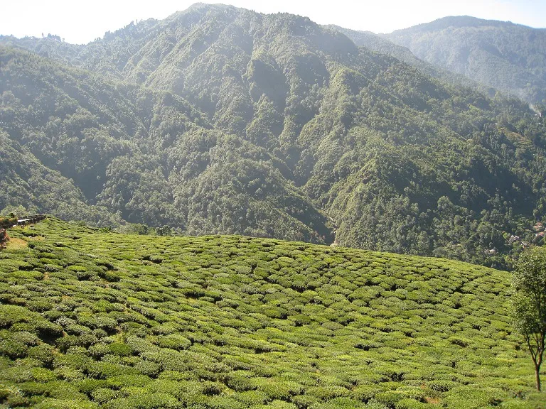 Darjeeling_tea_garden