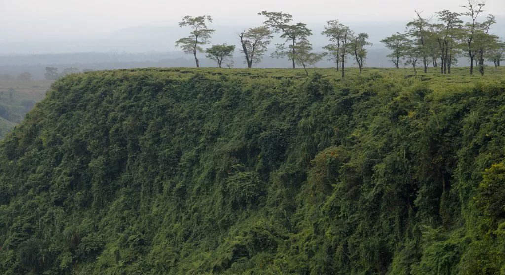 Gorumara National Park