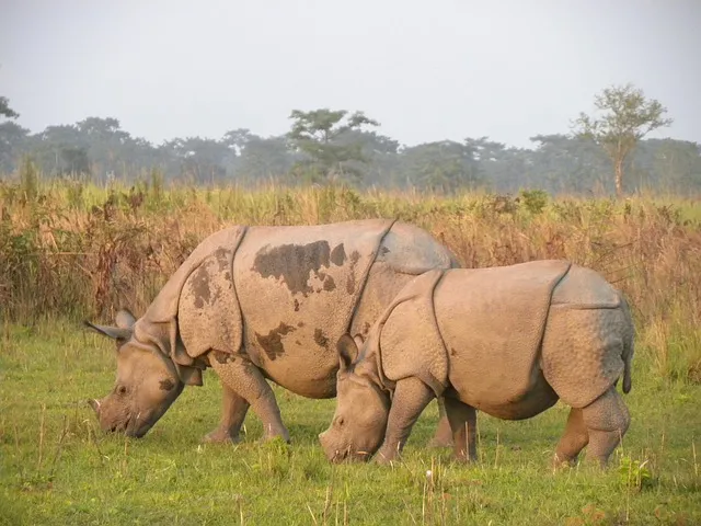 Manas National Park