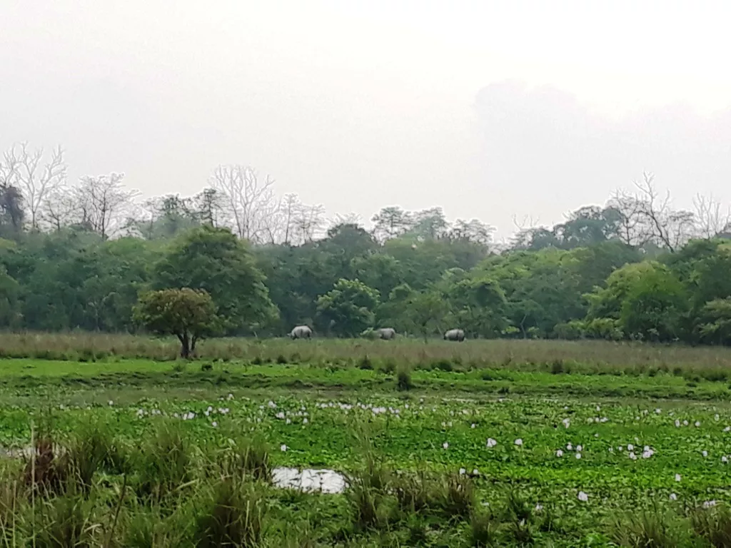 Pobitora Wildlife Sanctuary Assam