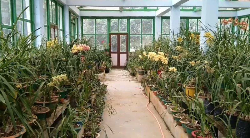 Visit the unusual and colourful Himalayan Takdah Orchid Centre