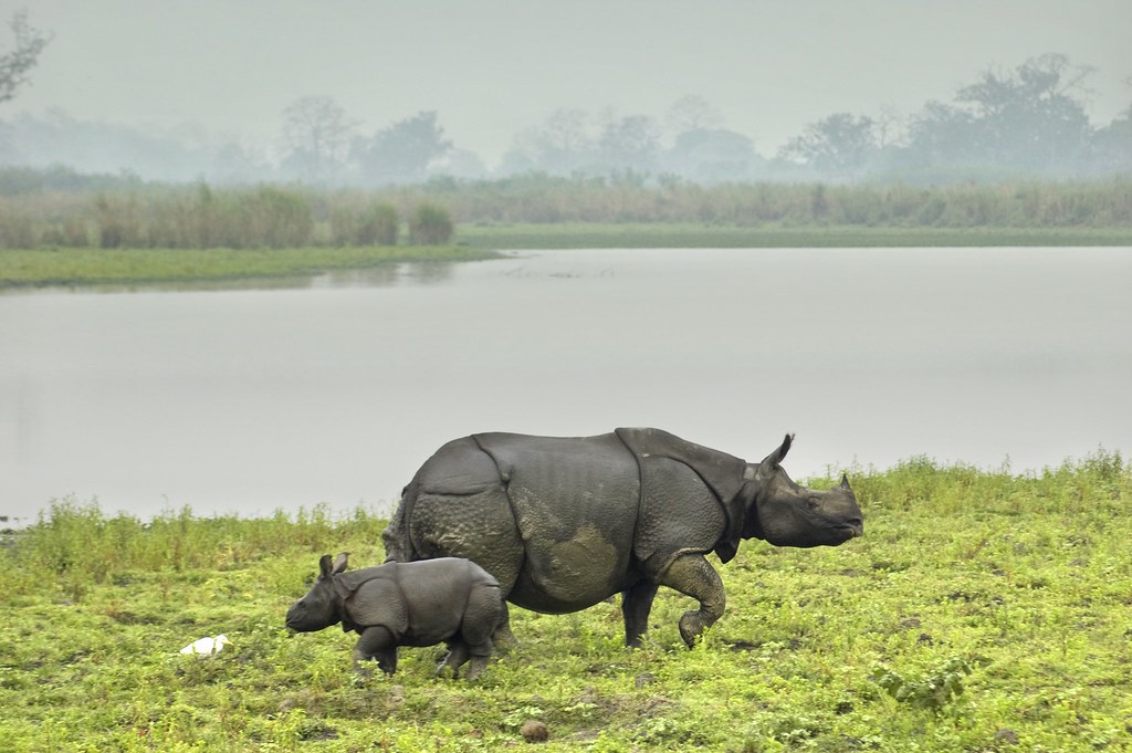 One-horned rhino