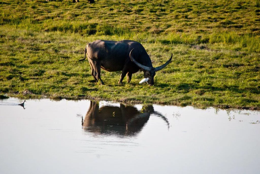 Буйвол невысокого роста 4 буквы. Азиатский буйвол в Австралии. Wild Water Buffalo.