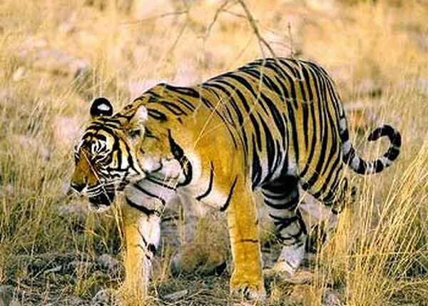Namdapha National Park and Tiger Reserve